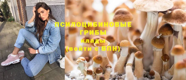 стаф Аркадак